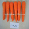 fresh red carrot for south korea